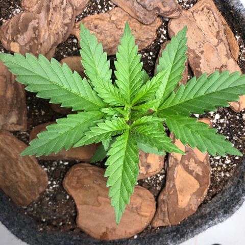 Sol Y Mar XXL growlog photo: Parece estar seguindo bem. :D