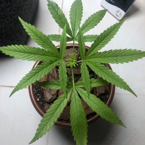 Frozen Br growlog photo: Retirei as folhas de 3 pontas lá de baixo que estavam queimadas demais, já nem serviam mais ao seu proprosito. A planta demonstrou sinais de excesso de nutriente mas parece já estar se recuperando. 