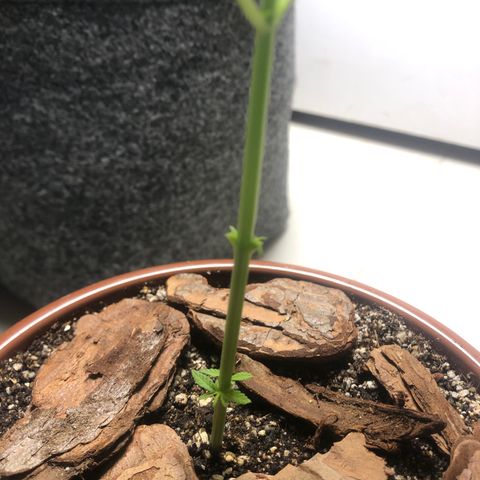 Frozen Br growlog timeline photo