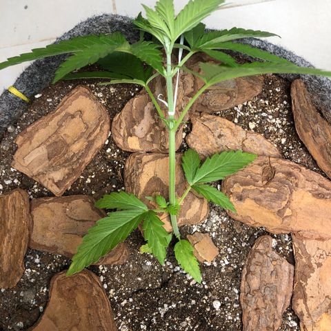 Sol Y Mar XXL growlog photo: Realizado LST 