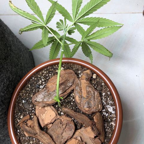 Frozen Br growlog photo: Realizado LST