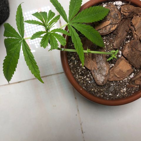 Frozen Br growlog photo: Retirei mais duas folhas que estavam super prejudicadas pelos efeitos do overfert. Aprendi com um erro e estou feliz por evoluir. :D
