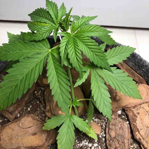 Sol Y Mar XXL growlog photo: Segue bem pós LST. Vaso de feltro 11 litros, mas expandiu pra uns 15 devido o peso da terra. Apesar de estar “pequena” para o tempo de vida, ela segue bem em seu próprio ritimo. Vamos aguardar os próximos capítulos. 🪴🙌