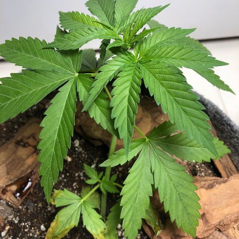 Sol Y Mar XXL growlog photo: Começou apresentar deficiência de nutrientes, a terra já é nutrida por isso não vou arriscar adicionar mais nada, reguei com um pouco de água para ver como ela reage de hoje pra amanhã. 
