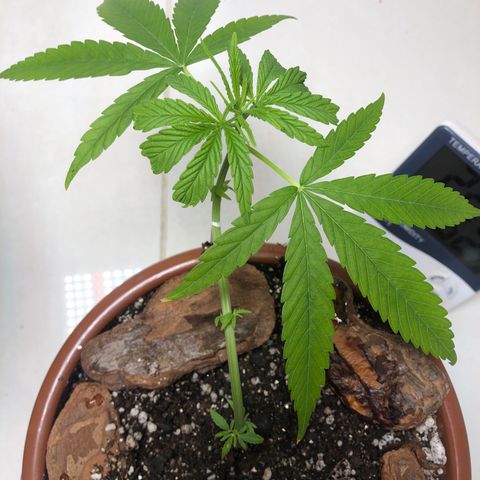 Frozen Br growlog photo: Embora aparente estar se desenvolvendo bem, as pontas das folhas começaram a queimar, indicando excesso de nutrientes, ou falta de algum!!? Vai saber kkk vida que segue, final do mês vou transplantar ela 