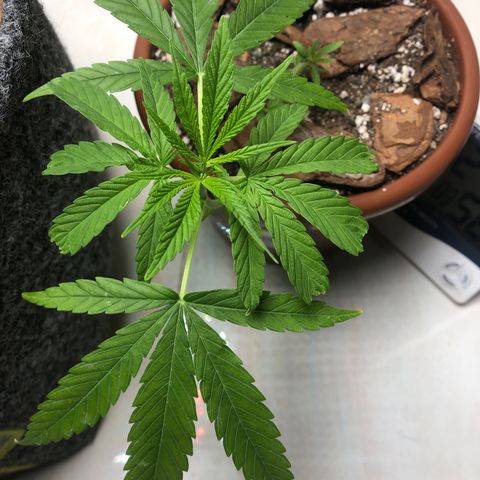 Frozen Br growlog photo: Ontem fiz uma adubagem foliar, espero que reaja bem e pare de queimar as folhas. A próxima adubagem será daqui 15 dias. Em tese não precisaria de adubo pois a terra é preparada, mas vai entender, a natureza tem seus mistérios. 