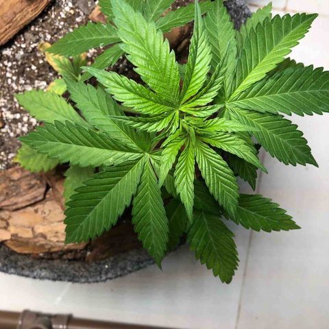 Sol Y Mar XXL growlog timeline photo