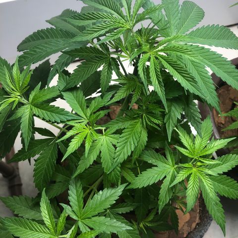 Sol Y Mar XXL growlog photo: Se desenvolvendo bem, nesse tempo sem atualizar realizei algumas regas, apliquei um antpraga que acabou manchando um pouco s folhas, e retirei algumas folhas que atrapalhavam a luz de chegar aos brotos. 