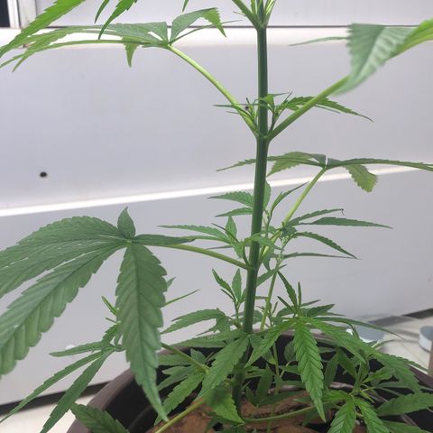 Frozen Br growlog photo: Seguindo bem 