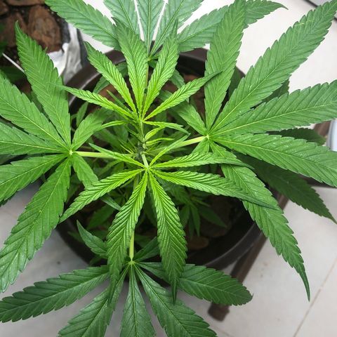 Frozen Br growlog photo: Seguindo bem 