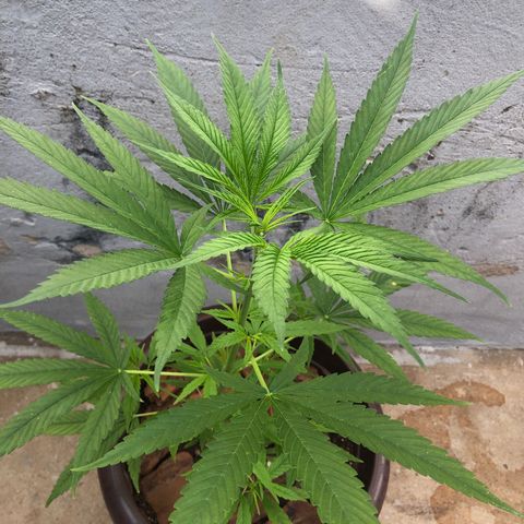 Frozen Br growlog photo: No outdoor tomando sol pela manhã, as folhas gigantes já ultrapassam a palma da mão. Essa promete 🙏🏻