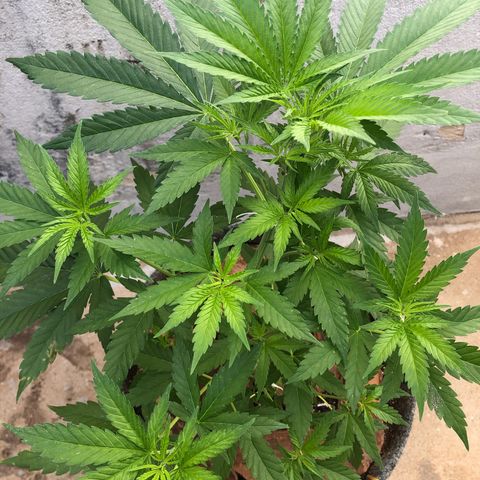 Sol Y Mar XXL growlog photo: Evoluindo constantemente. 