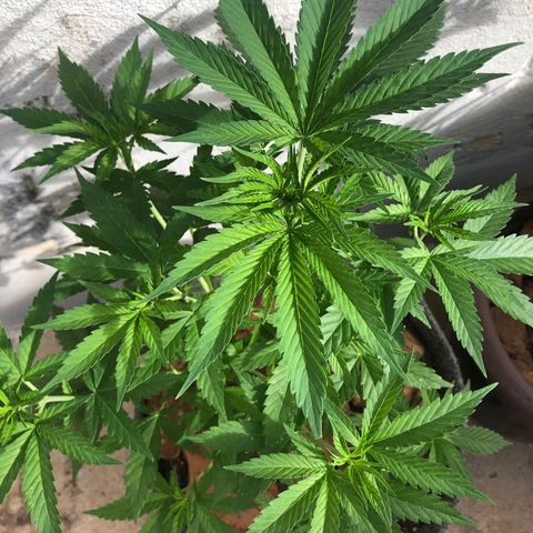 Sol Y Mar XXL growlog timeline photo