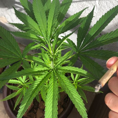 Frozen Br growlog timeline photo