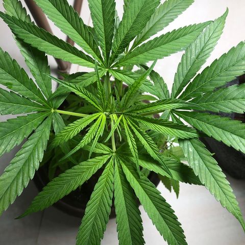Frozen Br growlog timeline photo