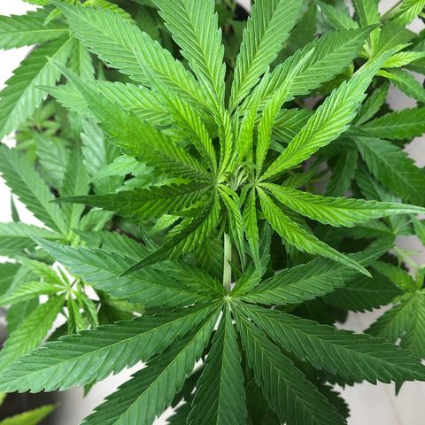 Sol Y Mar XXL growlog timeline photo