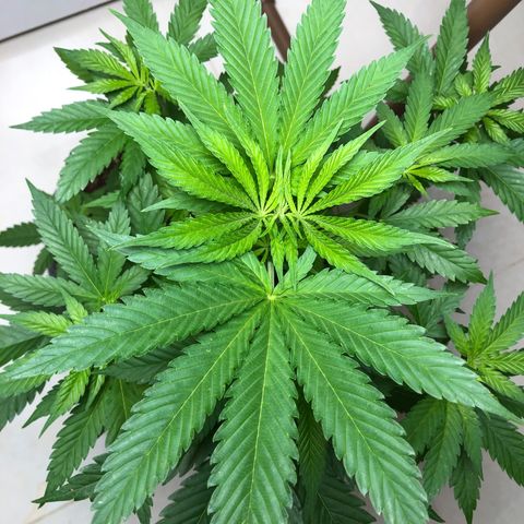Sol Y Mar XXL growlog timeline photo