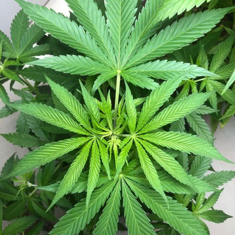Sol Y Mar XXL growlog timeline photo