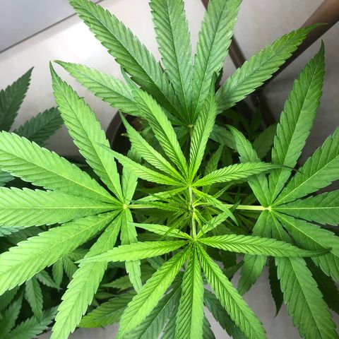 Frozen Br growlog timeline photo