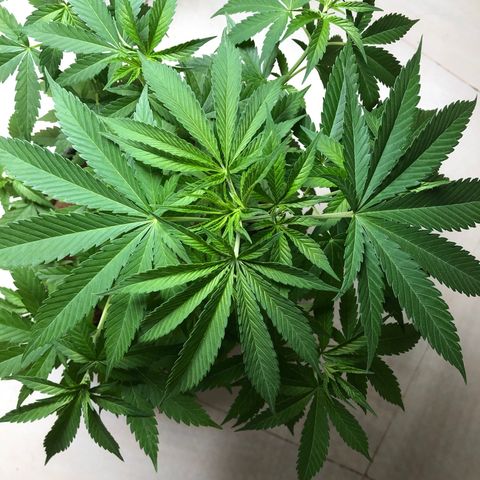 Sol Y Mar XXL growlog timeline photo