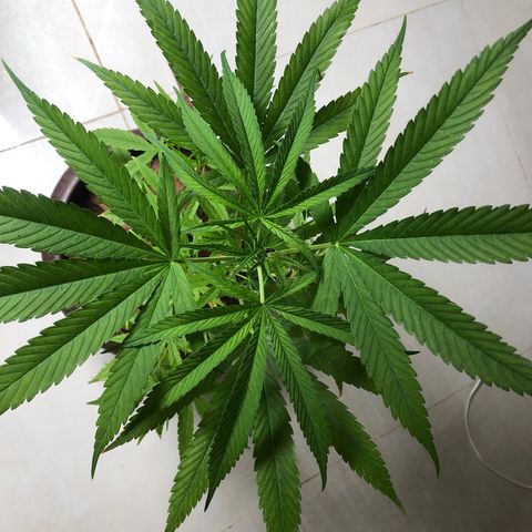 Frozen Br growlog photo: Folhas gigantes que nem cabem na foto 