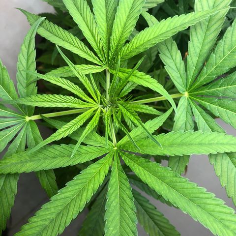 Frozen Br growlog timeline photo