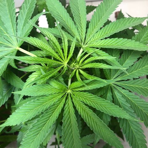 Sol Y Mar XXL growlog timeline photo