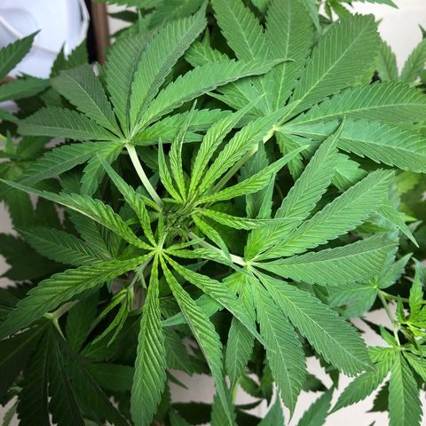 Sol Y Mar XXL growlog timeline photo