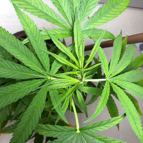 Frozen Br growlog timeline photo