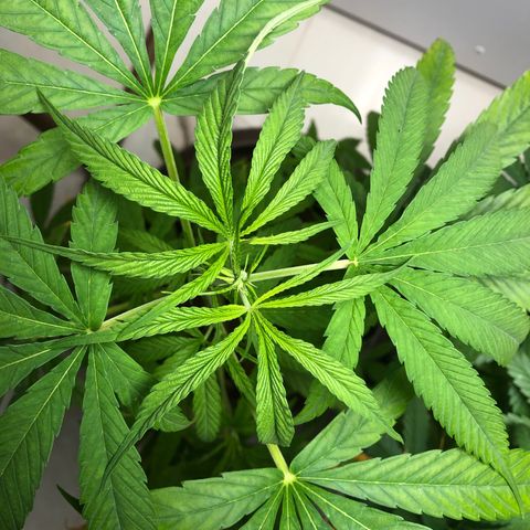 Frozen Br growlog timeline photo