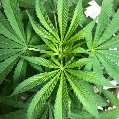 Sol Y Mar XXL growlog timeline photo
