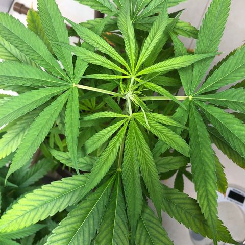 Frozen Br growlog timeline photo