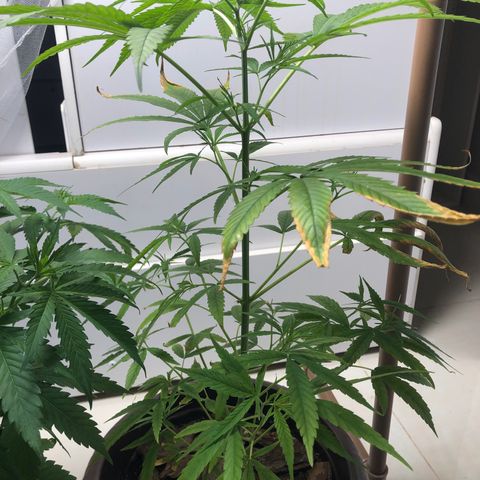 Frozen Br growlog timeline photo