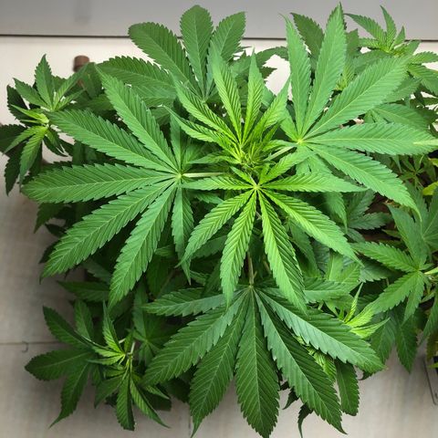 Sol Y Mar XXL growlog timeline photo