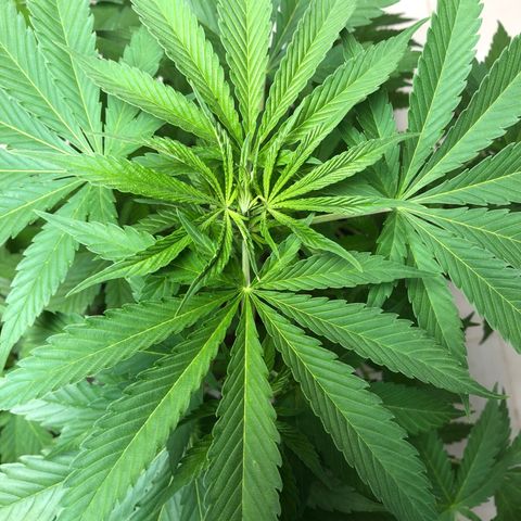 Sol Y Mar XXL growlog timeline photo