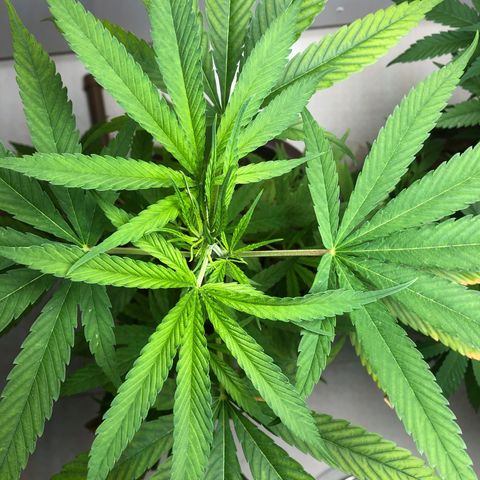 Frozen Br growlog timeline photo