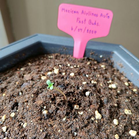 Mexican Airlines Auto Fast Buds growlog photo: 3 days