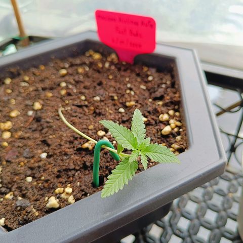 Mexican Airlines Auto Fast Buds growlog timeline photo