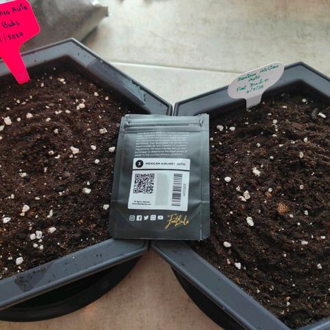 Mexican Airlines Auto Fast Buds growlog timeline photo