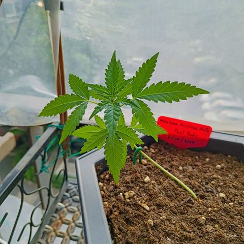 Mexican Airlines Auto Fast Buds growlog timeline photo