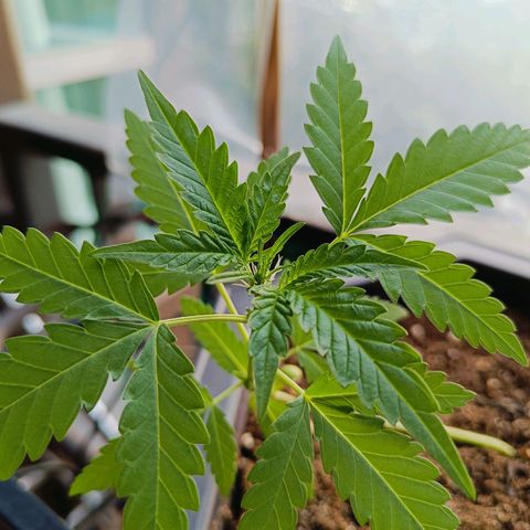 Mexican Airlines Auto Fast Buds growlog timeline photo