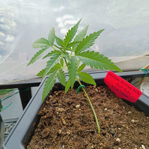 Mexican Airlines Auto Fast Buds growlog timeline photo
