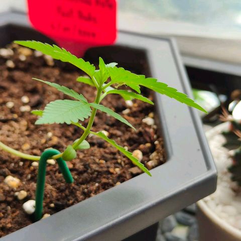 Mexican Airlines Auto Fast Buds growlog timeline photo