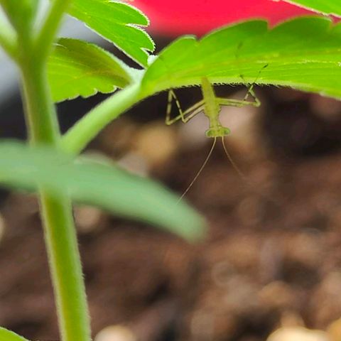 Mexican Airlines Auto Fast Buds growlog timeline photo