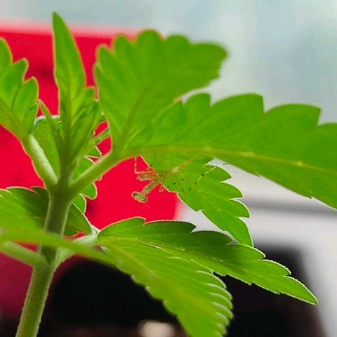 Mexican Airlines Auto Fast Buds growlog timeline photo