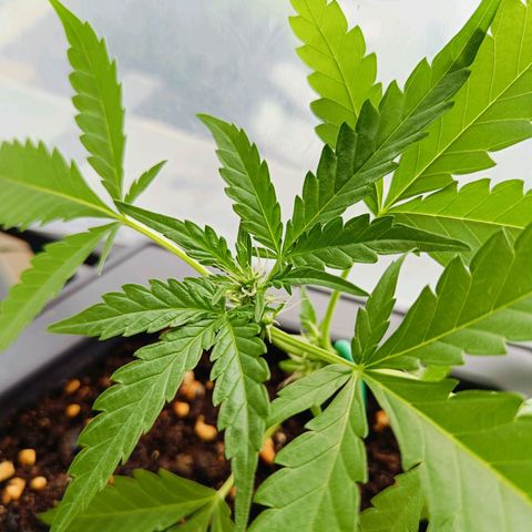 Mexican Airlines Auto Fast Buds growlog timeline photo