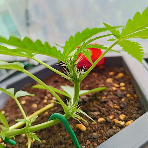Mexican Airlines Auto Fast Buds growlog timeline photo