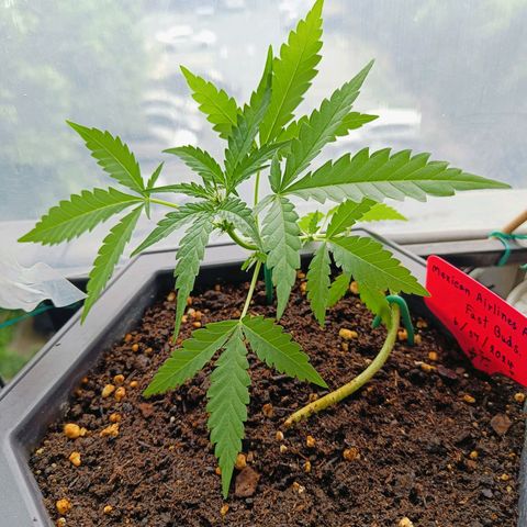 Mexican Airlines Auto Fast Buds growlog timeline photo
