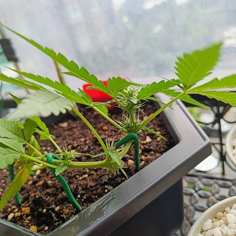 Mexican Airlines Auto Fast Buds growlog timeline photo
