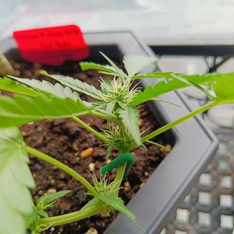 Mexican Airlines Auto Fast Buds growlog timeline photo